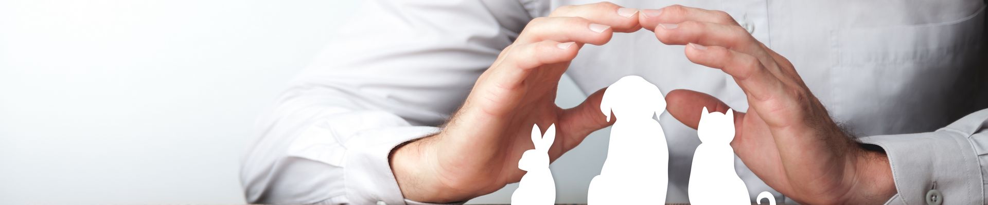 Pourquoi souscrire une assurance pour animaux ?